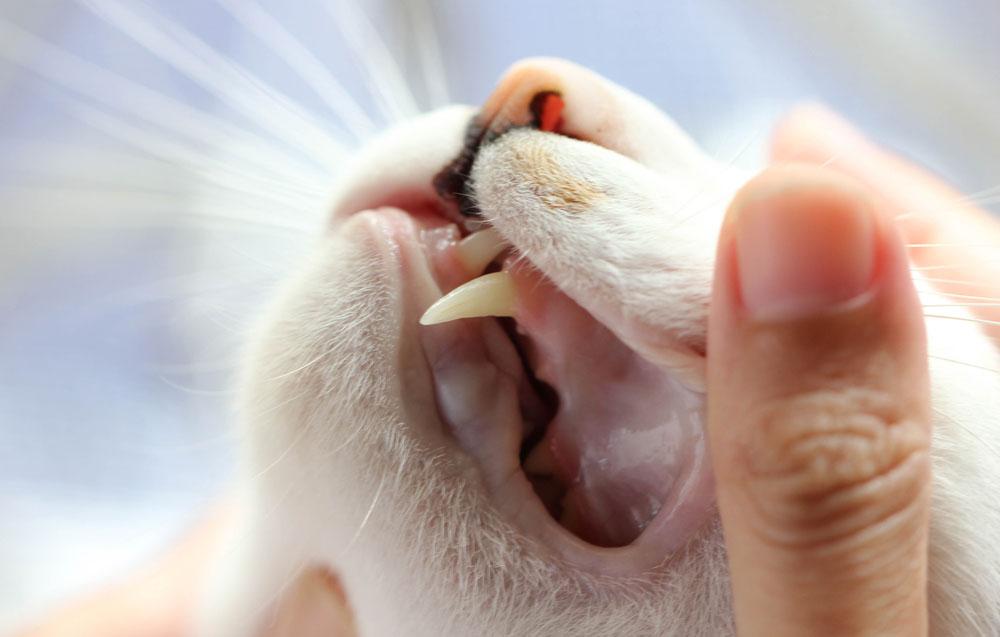 Les 10 principaux signes de maladie dentaire chez les chats